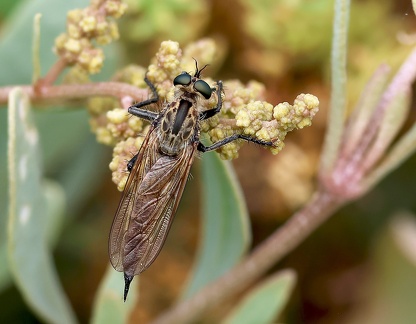 Diptera_Philonicus albiceps