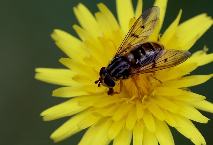 Diptera_Ferdinandea cuprea