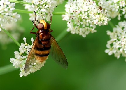 Diptera_Volucella zonaria-2