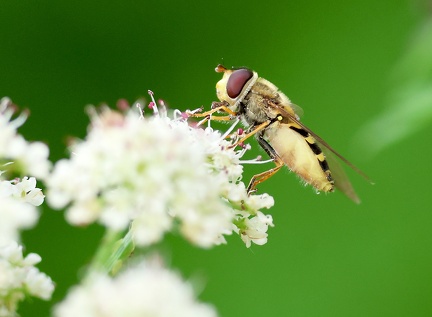 Diptera_Syrphus ribesii-1