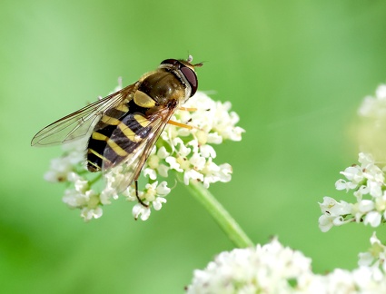 Diptera_Syrphus ribesii