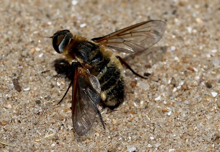 Diptera_Villa modesta-2