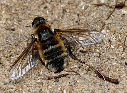 Diptera_Villa modesta-1