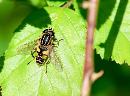 Diptera_Helophilus pendulus-2