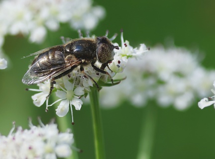 Diptera_Eristalinus aeneus