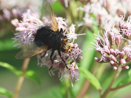 Diptera_Tachina grossa-1