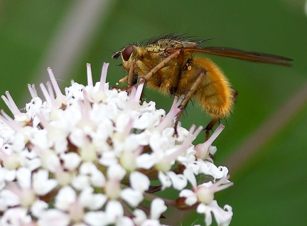 Diptera_Scathophaga stercoraria-1