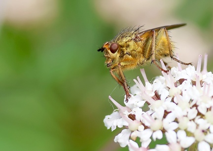 Diptera_Scathophaga stercoraria