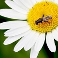 Diptera_Syritta pipiens