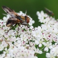 Diptera_Ectophasia crassipennis-3