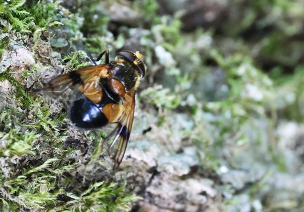 Diptera_Volucella inflata-3
