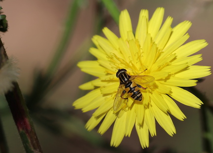Diptera_Helophilus pendulus-3