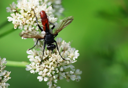 Diptera_Cylindromyia bicolor-3