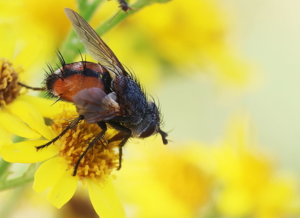Diptera_Peleteria rubescens-1