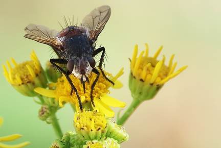 Diptera_Peleteria rubescens-3