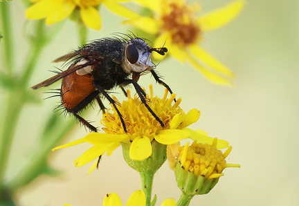 Diptera_Peleteria rubescens