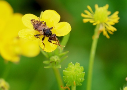 Diptera_Lipoptena cervi