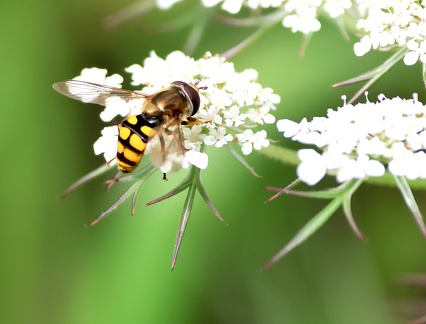 Diptera_Eupeodes corollae-1