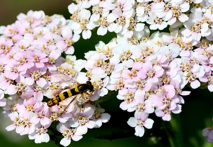 Diptera_Sphaerophoria scripta-5