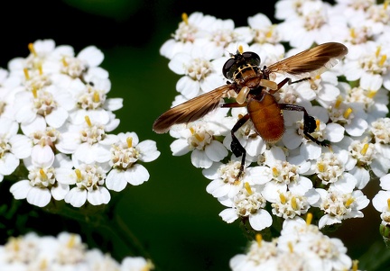Diptera_Trichopoda pictipennis