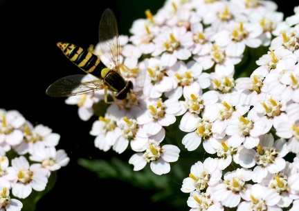 Diptera_Sphaerophoria scripta-4