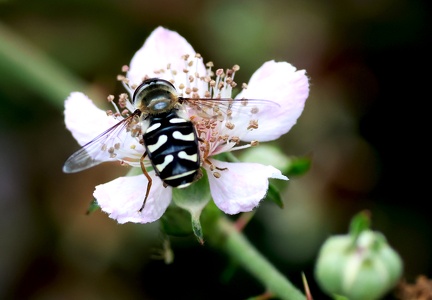 Diptera_Scaeva pyrastri-1