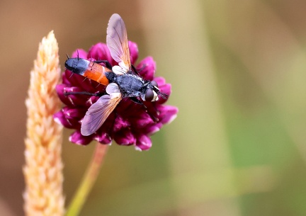 Diptera_Cylindromya pilipes