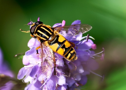 Diptera_Helophilus pendulus
