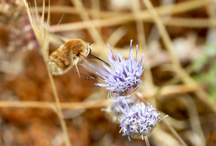 Diptera_Bombylius major