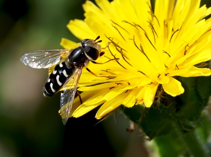 Diptera_Scaeva pyrastri-3