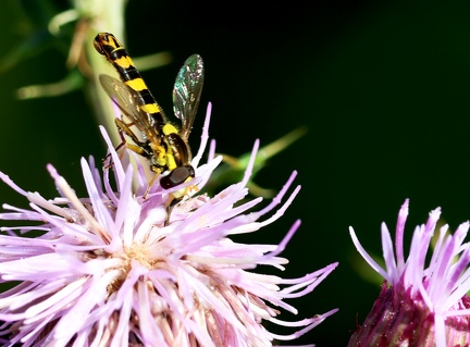 Diptera_Sphaerophoria scripta-6