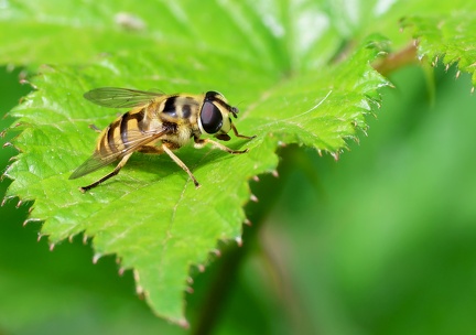 Diptera_Myathropa florea-2