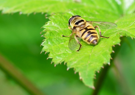 Diptera_Myathropa florea-3