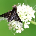 Diptera_Hemipenthes morio