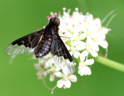 Diptera_Hemipenthes morio