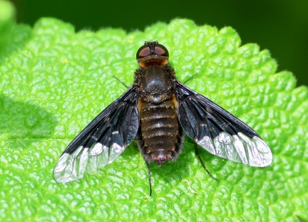 Diptera_Hemipenthes morio