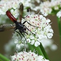 Diptera_Cylindromyia bicolor