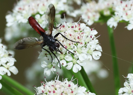 Diptera_Cylindromyia bicolor