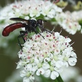 Diptera_Cylindromyia bicolor