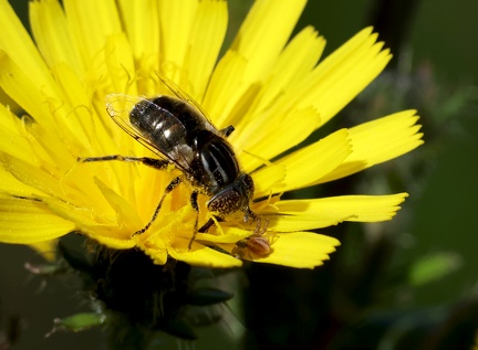 Diptera_Eristalinus aeneus-2