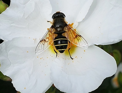 Diptera_Eristalis arbustorum
