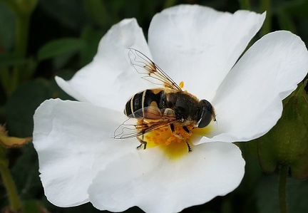 Diptera_Eristalis arbustorum
