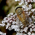 Diptera_Atylotus fulvus