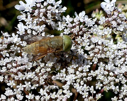 Diptera_Atylotus fulvus