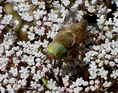 Diptera_Atylotus fulvus