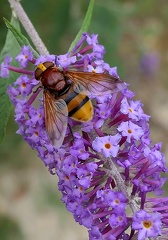 Diptera_Volucella zonaria