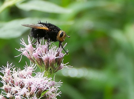 Diptera_Tachina grossa