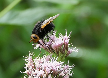 Diptera_Tachina grossa-01