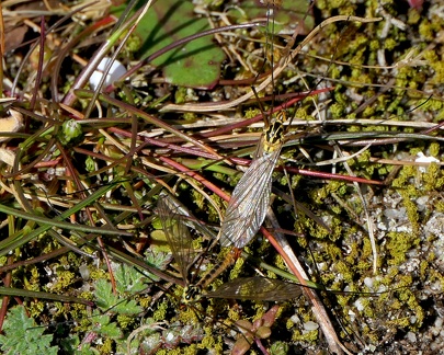 Diptera_Nephrotoma flavescens