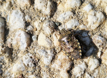 Hemiptera_Rhaphigaster nebulosa